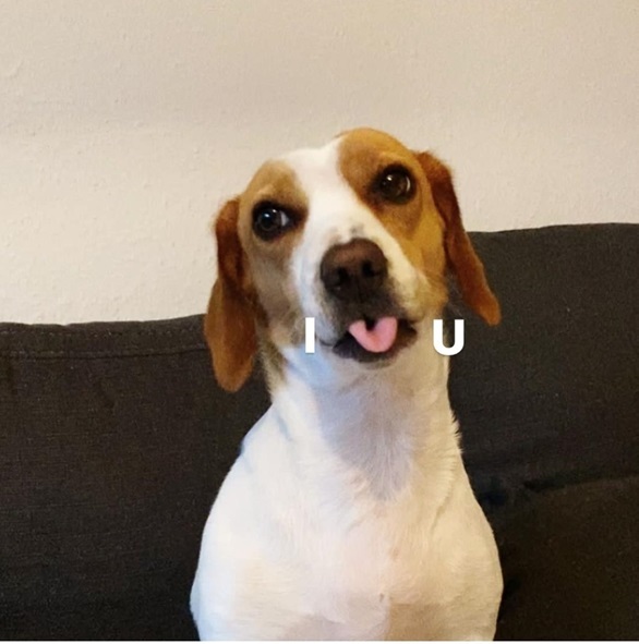 dog tongue.jpg