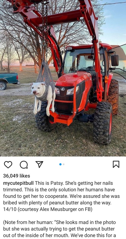 dog tractor.jpg