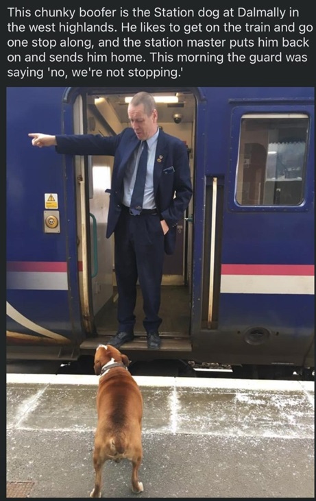 dog train.jpg