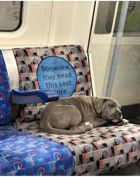 dog train.jpg