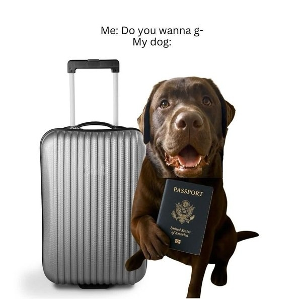 dog travel.jpg