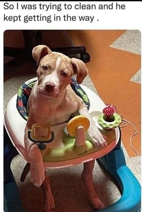 dog tray.jpg