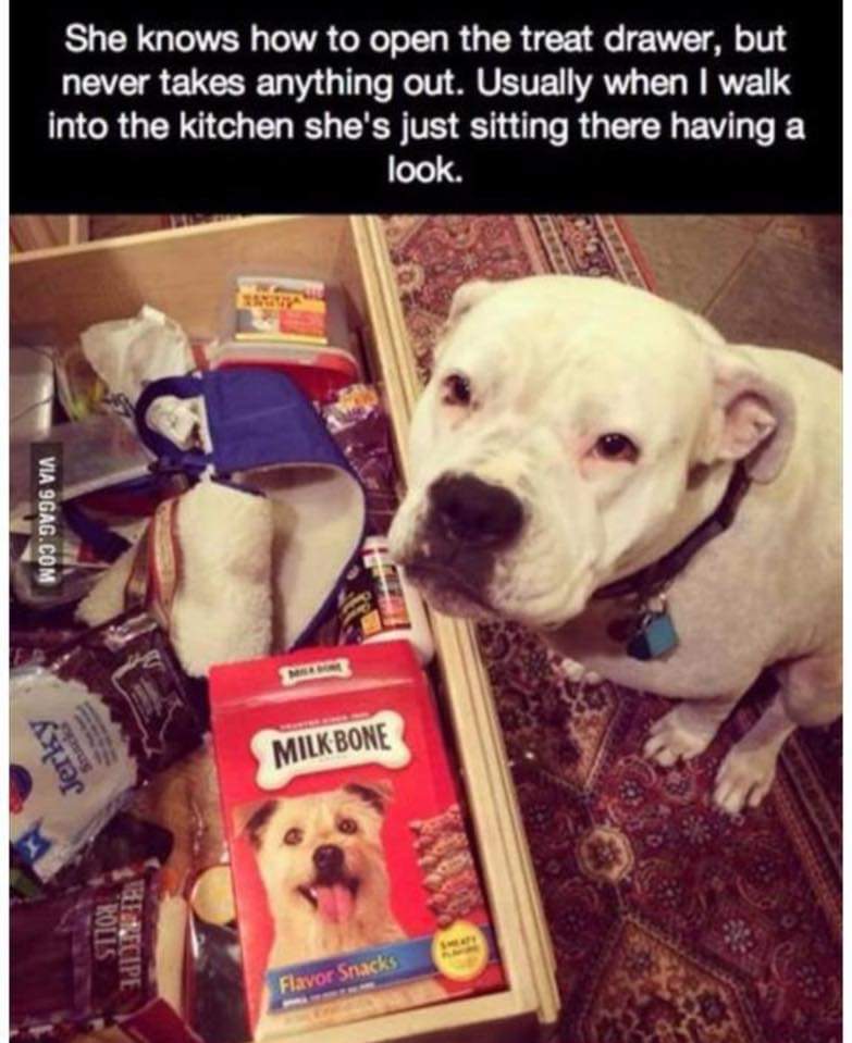 dog treat drawer.jpg