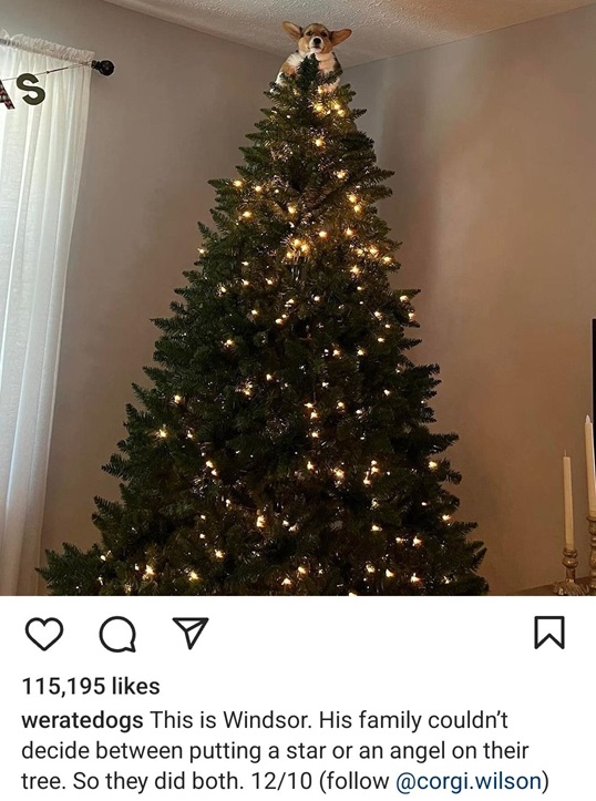 dog tree.jpg
