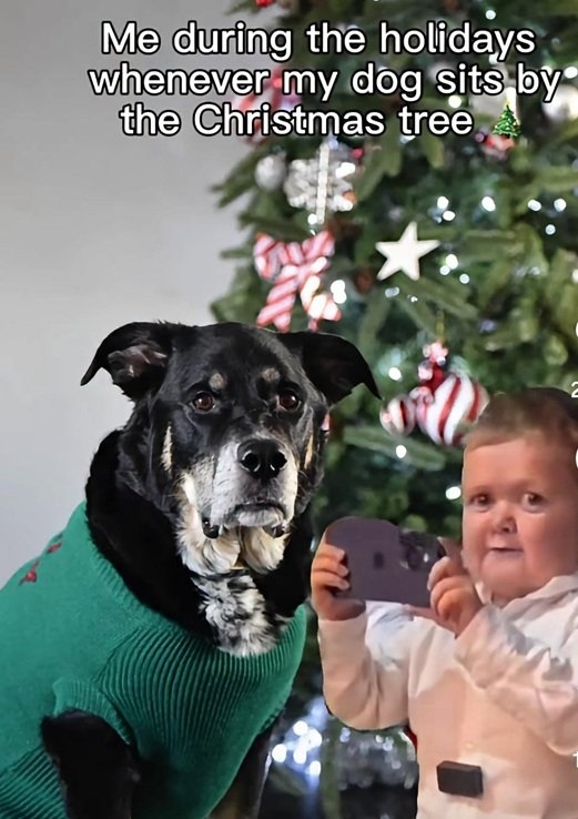 dog tree.jpg