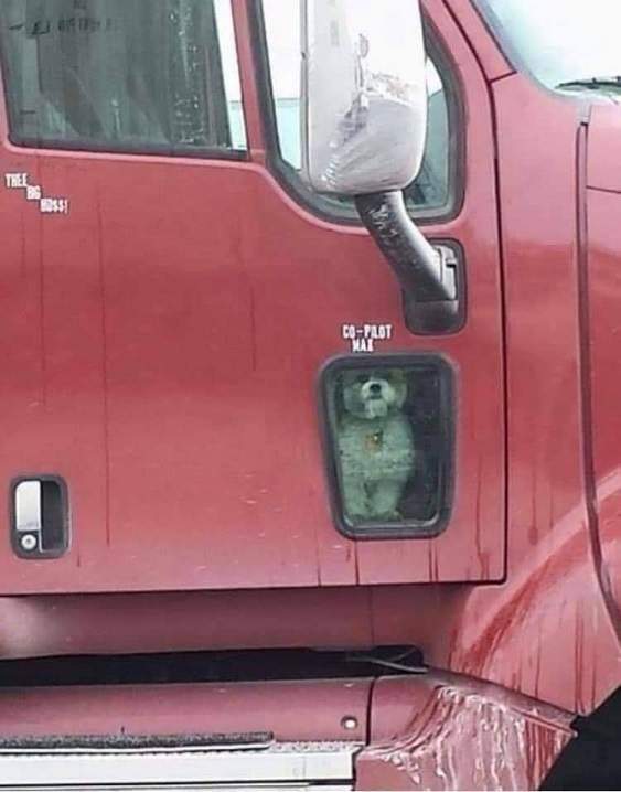 dog truck window.jpg