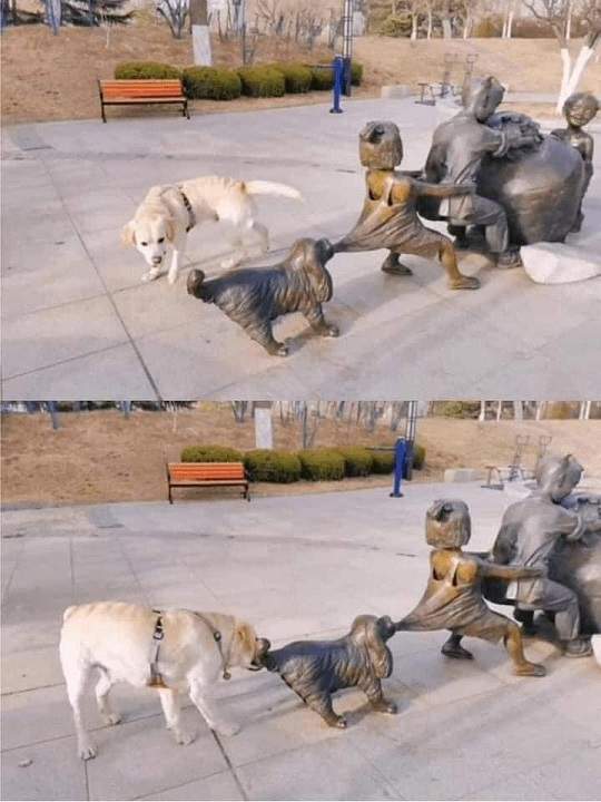 dog tug.jpg