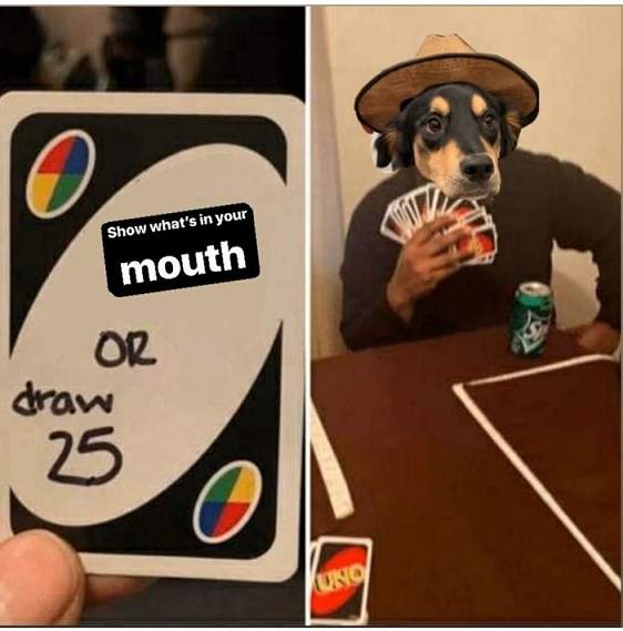 dog uno.jpg