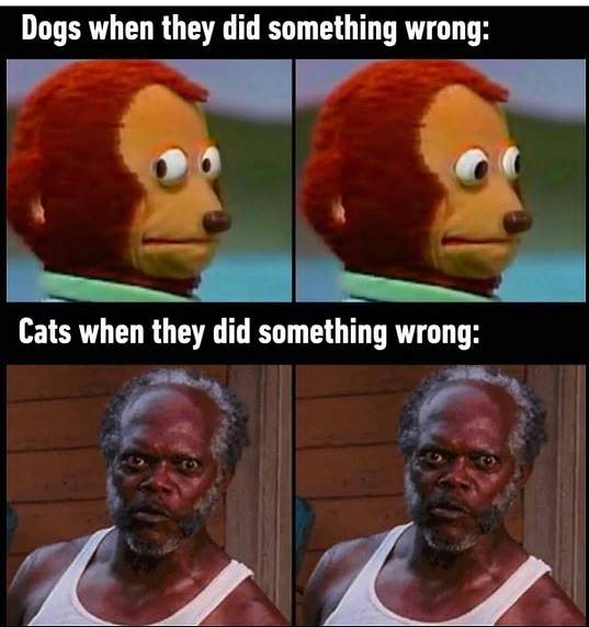 dog v cat.jpg