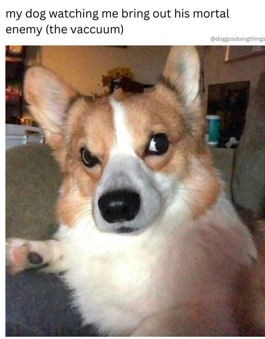 dog vac.jpg
