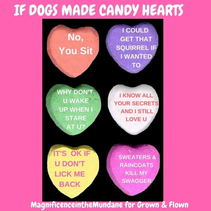 dog valentine.jpg