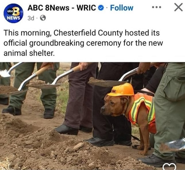 dog vest.jpg