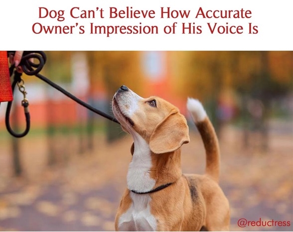 dog voice.jpg