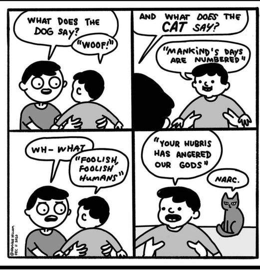 dog-vs-cat.jpg