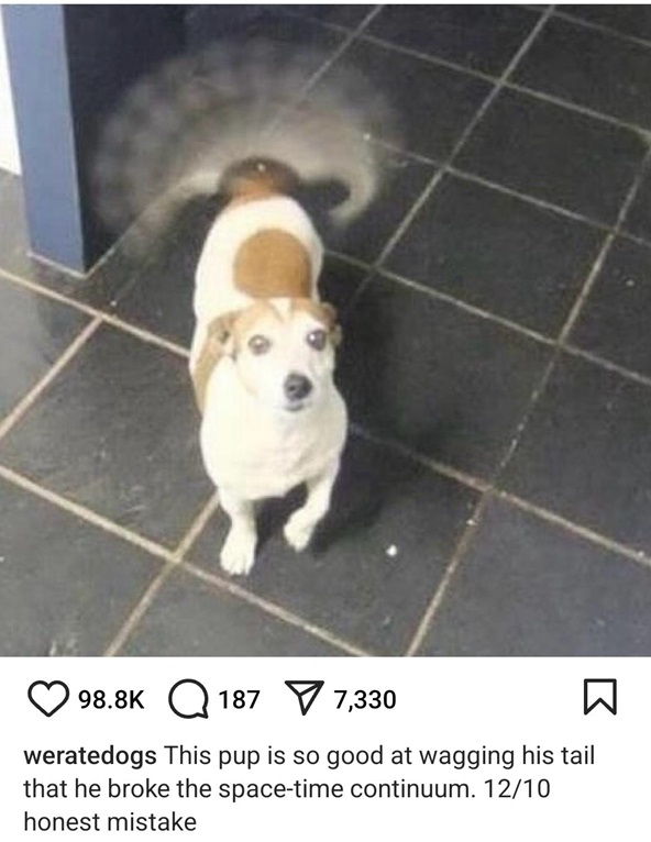 dog wag.jpg