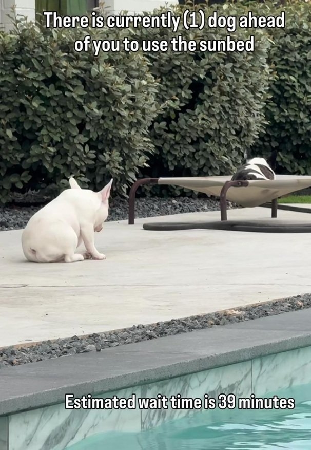 dog wait.jpg
