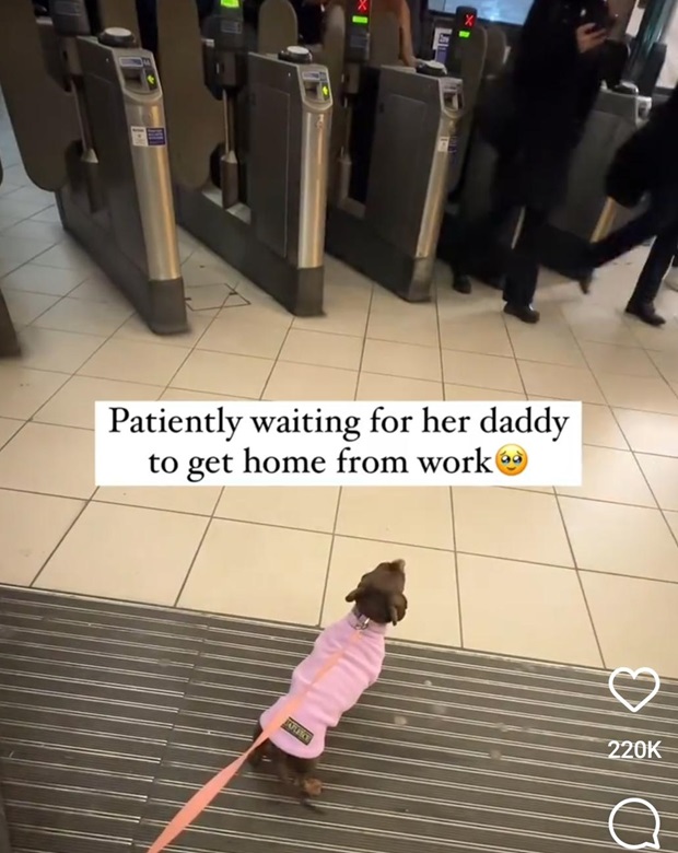 dog waiting.jpg