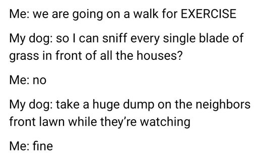 dog walk.jpg