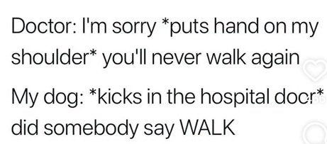 dog walk.jpg