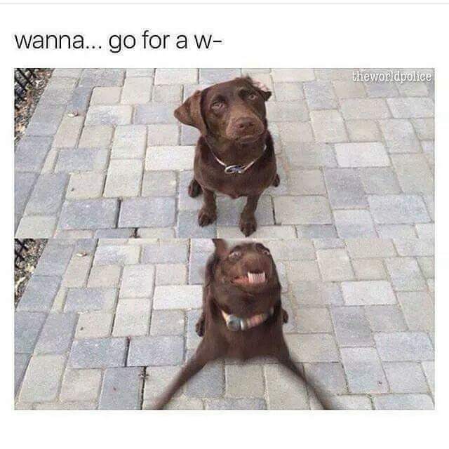 dog walk reaction.jpeg