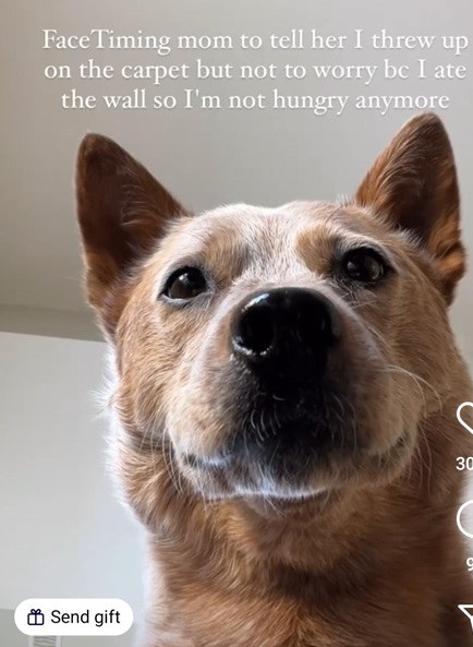 dog wall.jpg