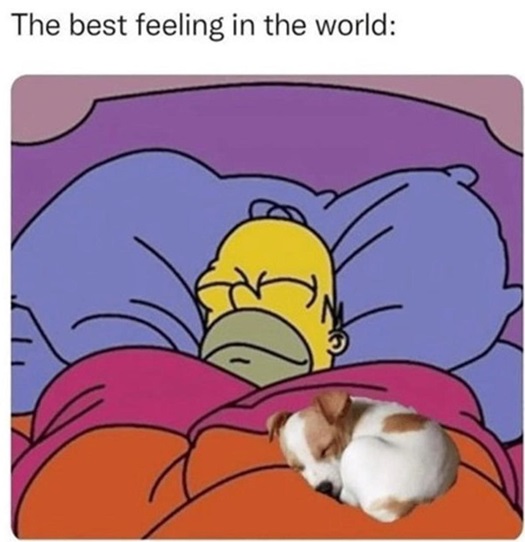 dog warmth.jpg