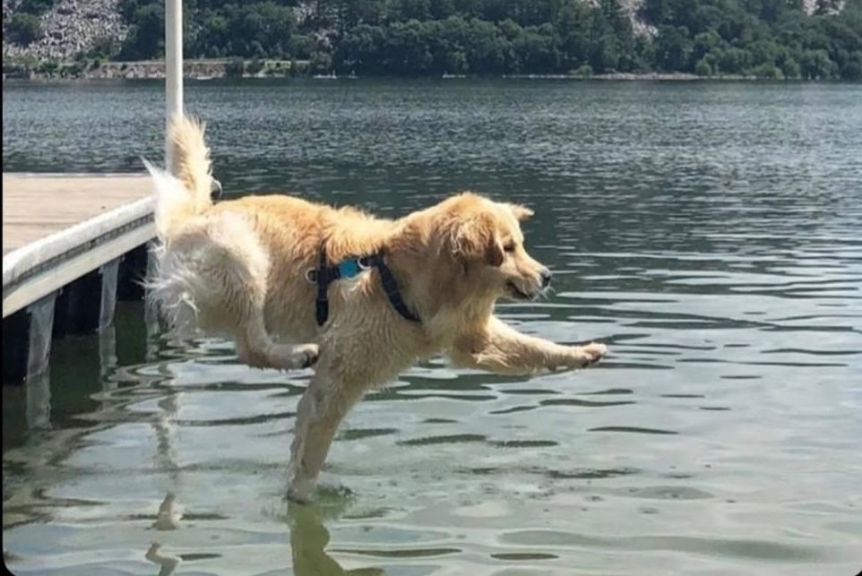 dog water.jpg