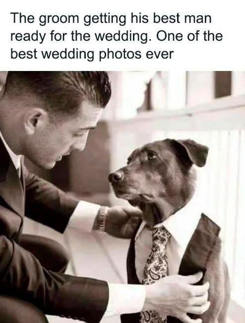 dog wedding.jpg