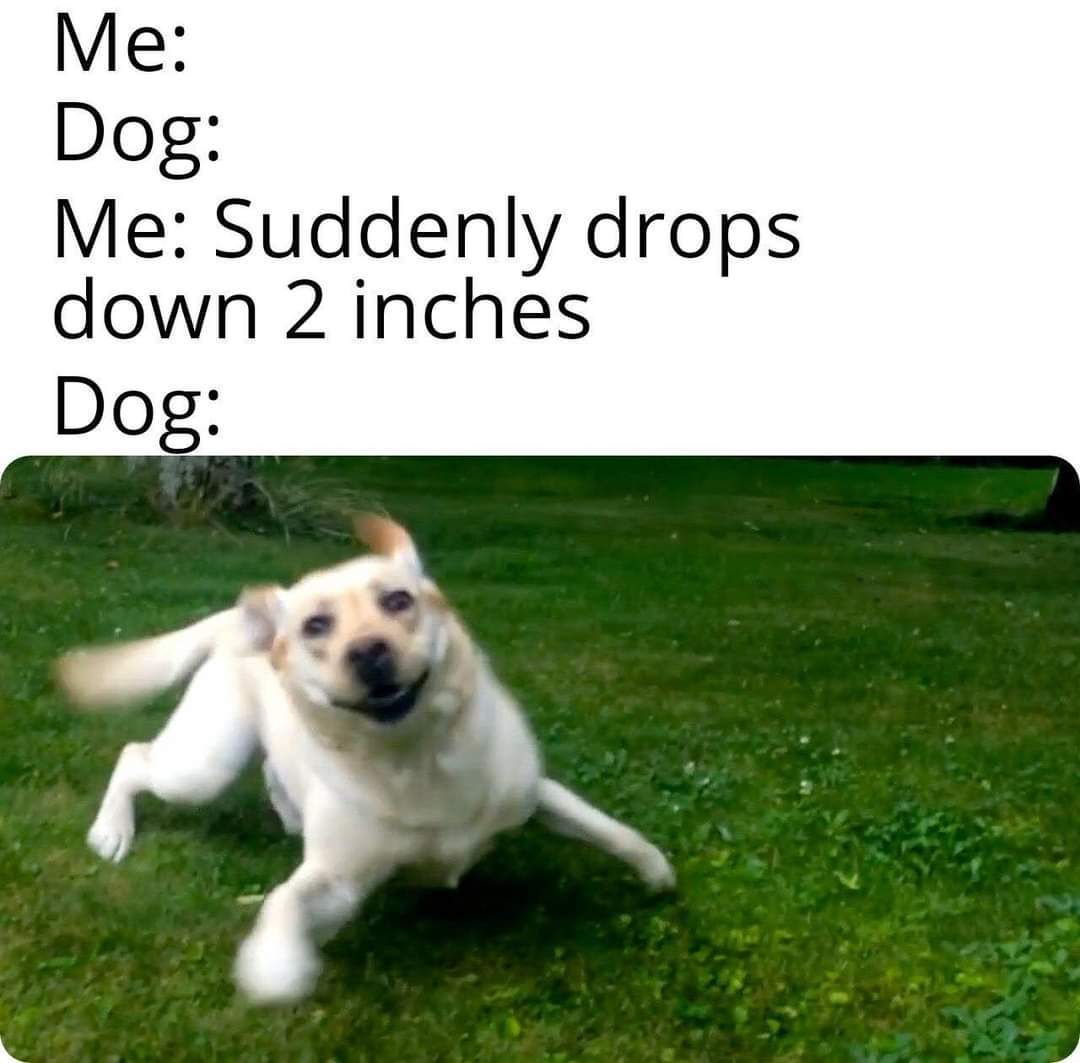 dog when you drop.jpg