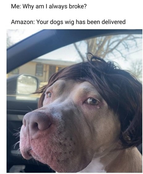 dog wig.jpg