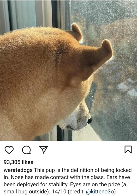 dog window.jpg