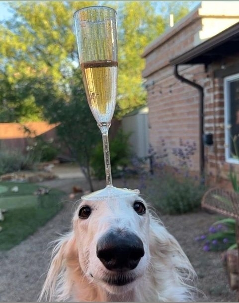 dog wine.jpg