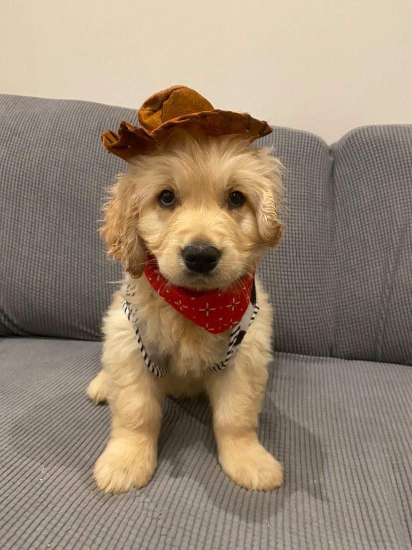 dog with rustic hat.jpg
