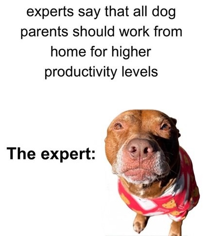 dog work.jpg