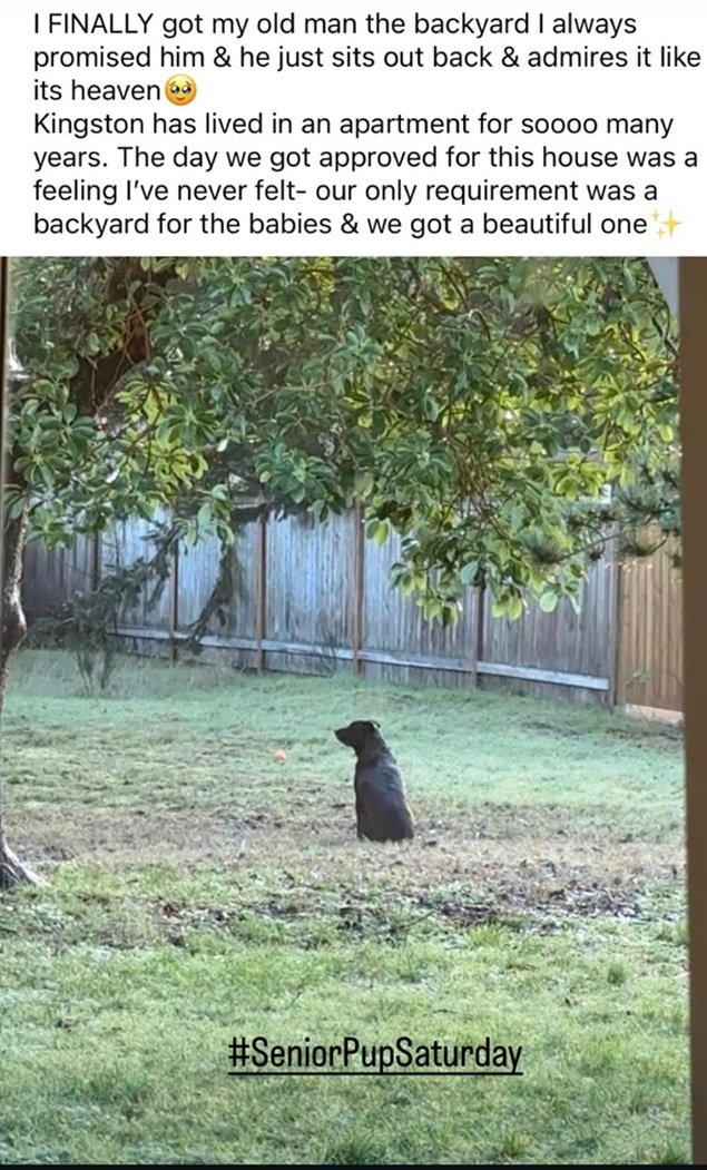 dog yard.jpg
