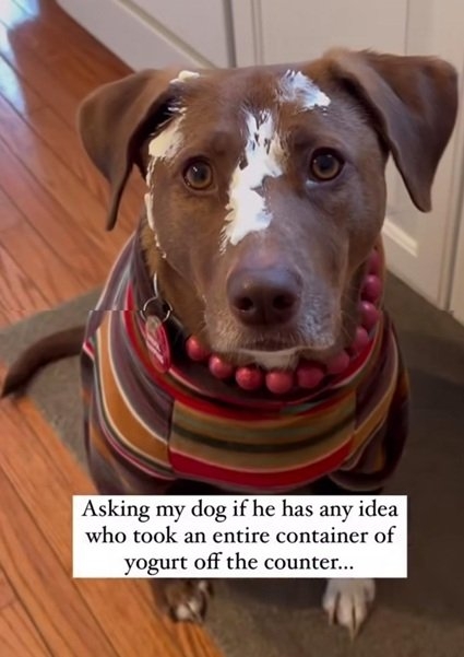 dog yogurt.jpg