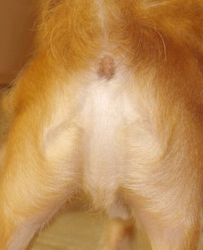 dog_butt_jesus.jpg