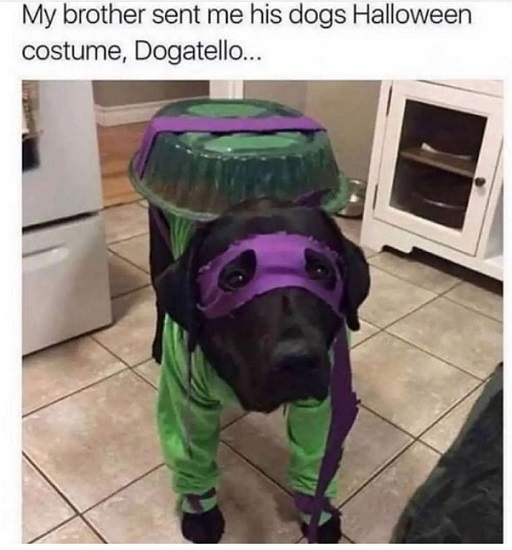 dogatello.jpg