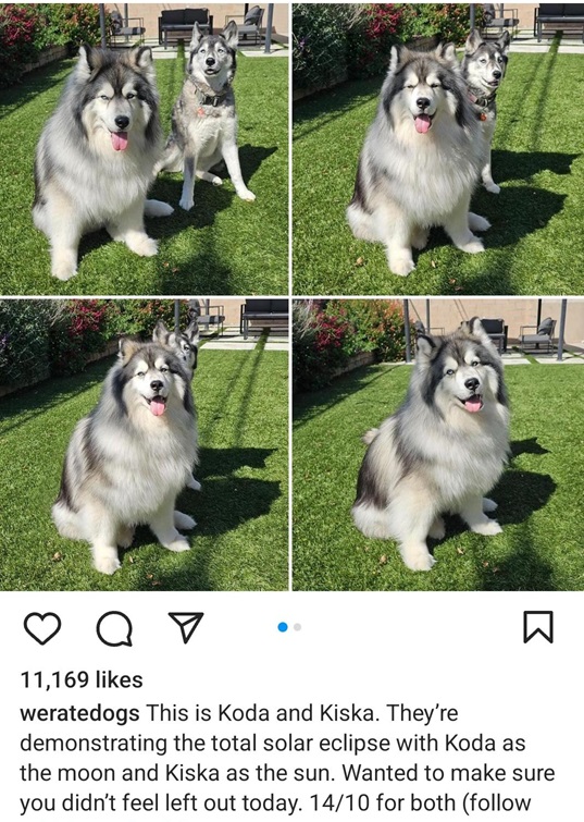 dogclipse.jpg