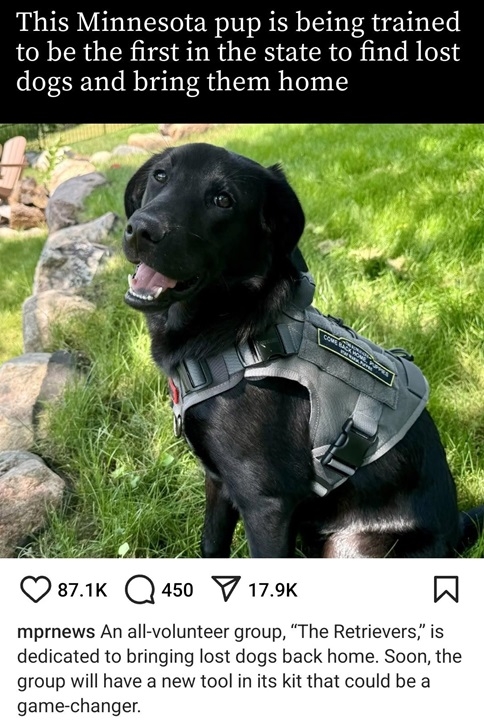 dogfinder.jpg