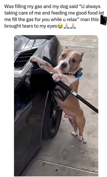 doggas.jpg