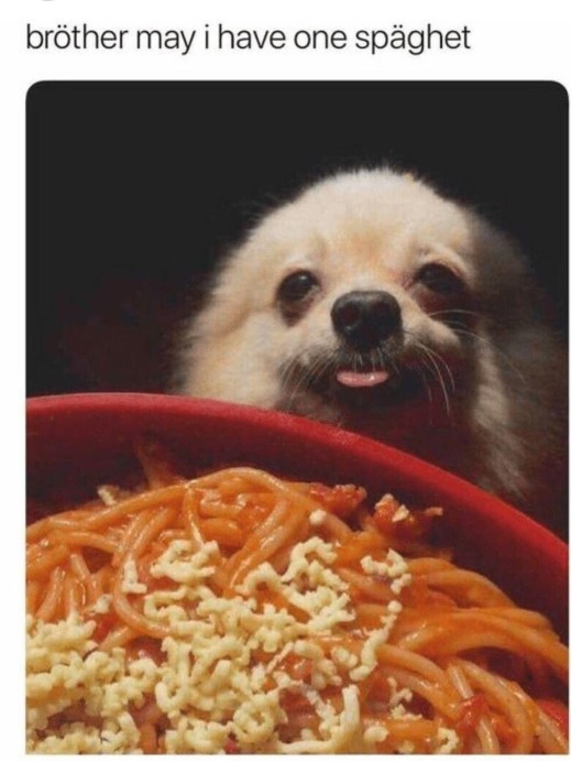 doggeti.jpg