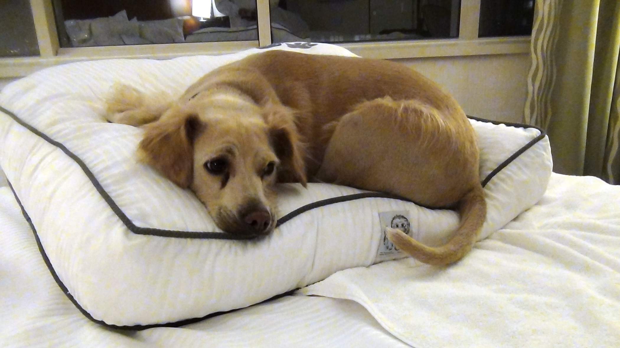 Doggie Bed.JPG