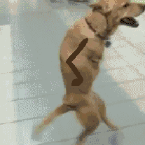 DogGIF_zpsc8bc7528.gif