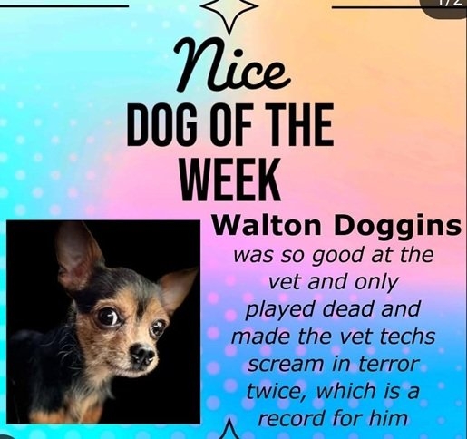 doggins.jpg