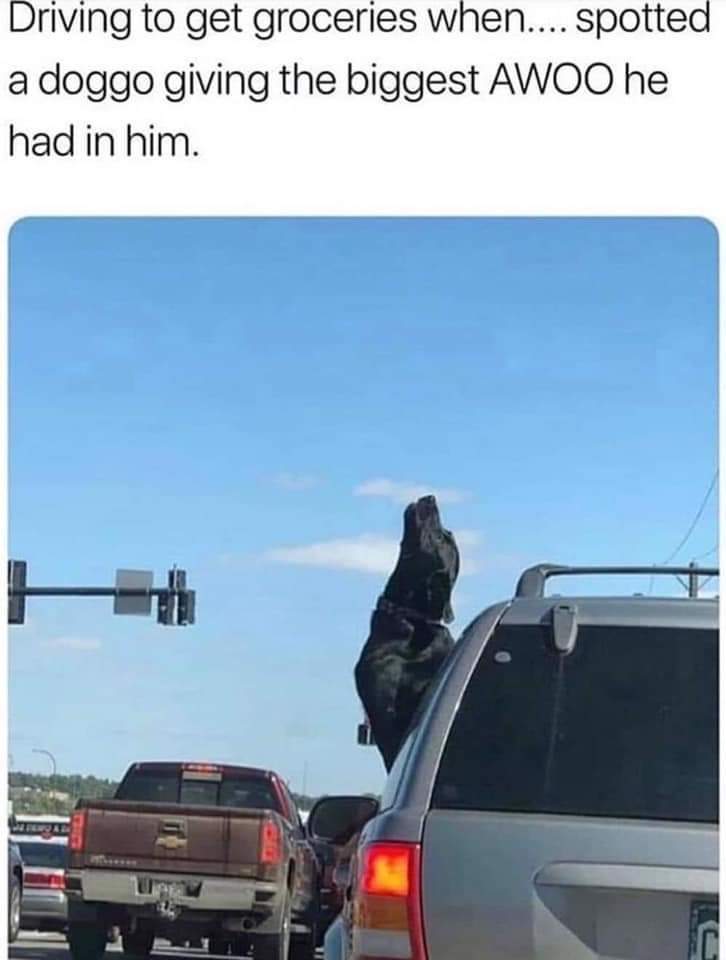 doggo big awoo.jpg