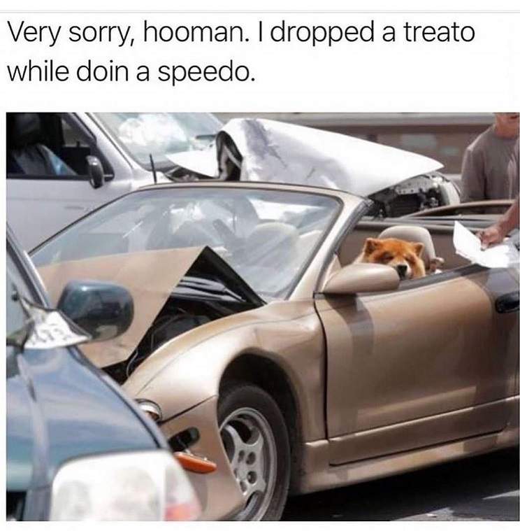 doggo driver.jpg