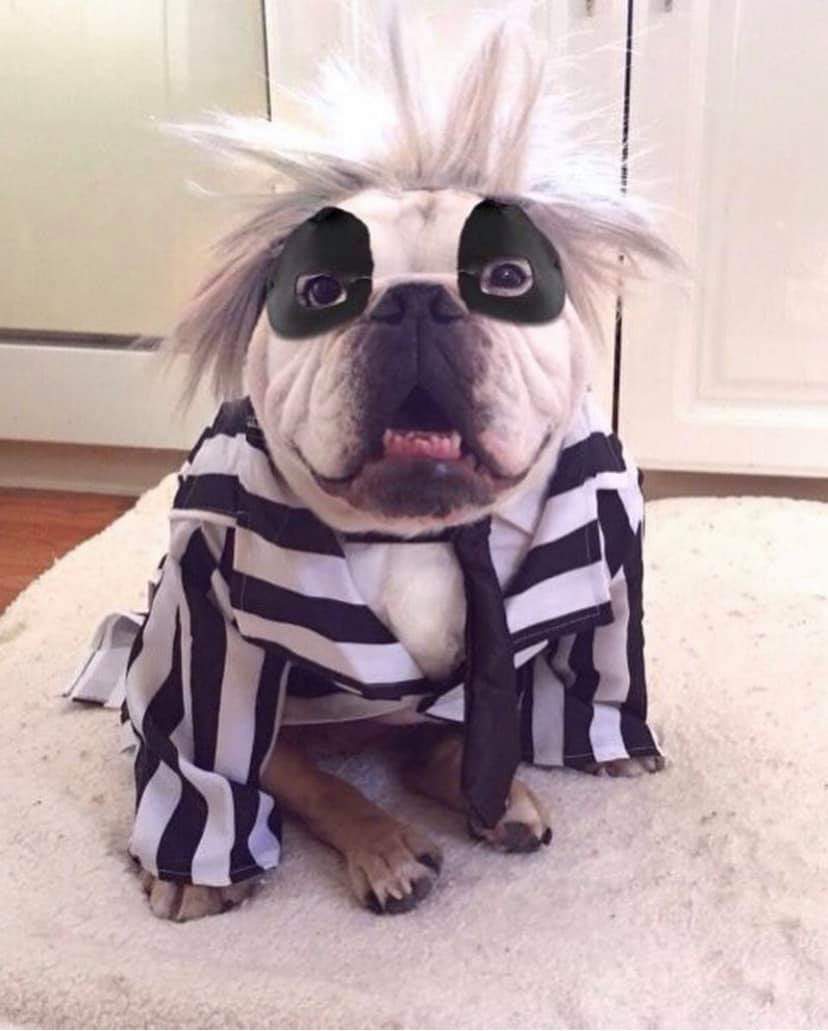 doggojuice.jpg