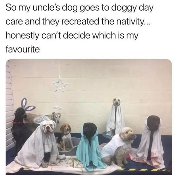 doggy nativity.jpg