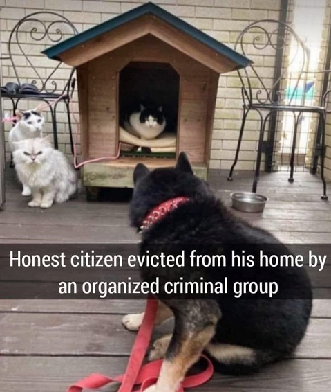 doghouse cats.jpg